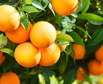 Vitamin C Kiehl's Ingredient