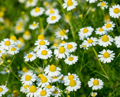 Chamomile Kiehl's Ingredient