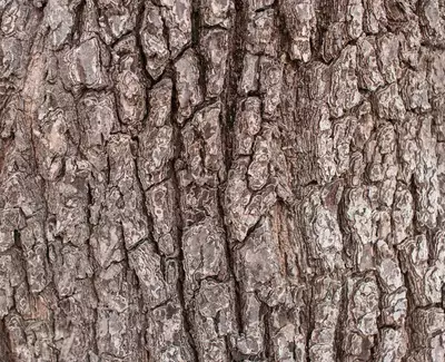 Bark Extract Kiehl's Ingredient
