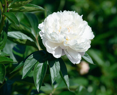 Peony Extract Kiehl's Ingredient
