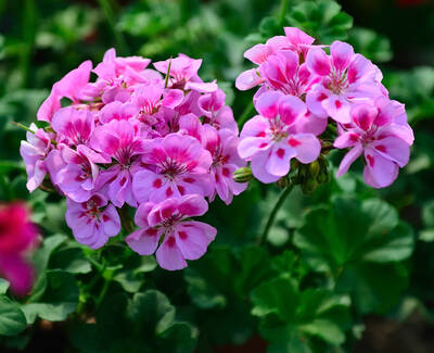 Geranium Essential Oil Kiehl's Ingredient