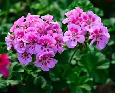 Geranium Essential Oil Kiehl's Ingredient