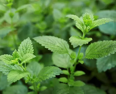 Lemon Balm Floral Water Kiehl's Ingredient