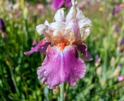 Iris Florentina Root Extract Kiehl's Ingredient