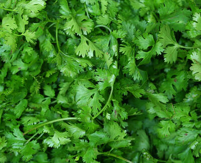 Cilantro Extract Kiehl's Ingredient