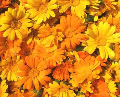 Calendula Kiehl's Ingredient