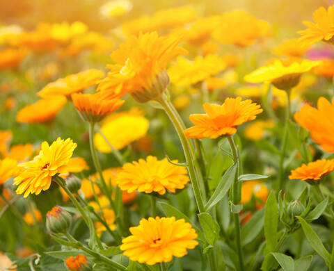 Calendula Kiehl's Ingredient