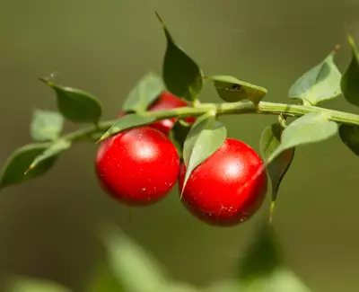 Butcher’s Broom Extract Kiehl's Ingredient