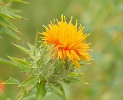 Safflower Oil Kiehl's Ingredient