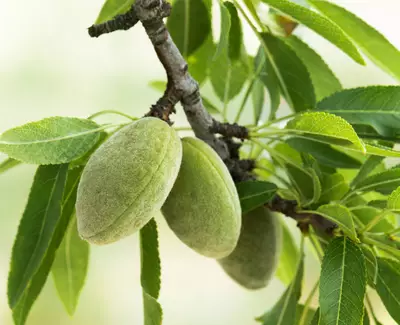 Sweet Almond Oil Kiehl's Ingredient