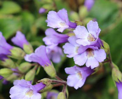 Rosa Arctica Kiehl's Ingredient