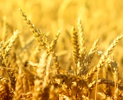 Oat Bran Kiehl's Ingredient