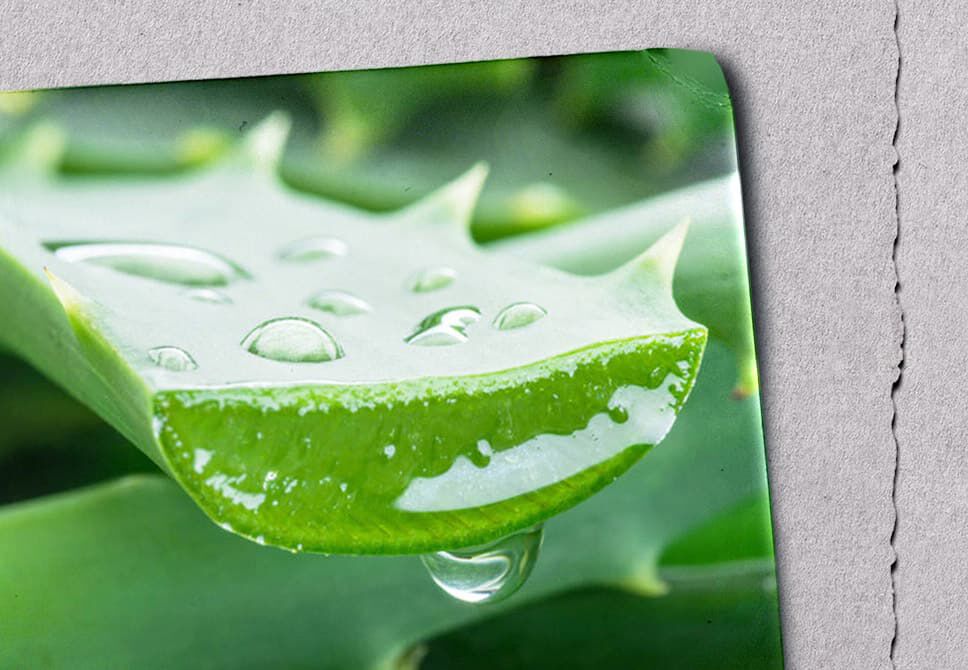 Moisturize the Skin Regularly