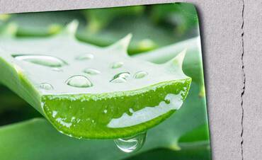 Moisturize the Skin Regularly