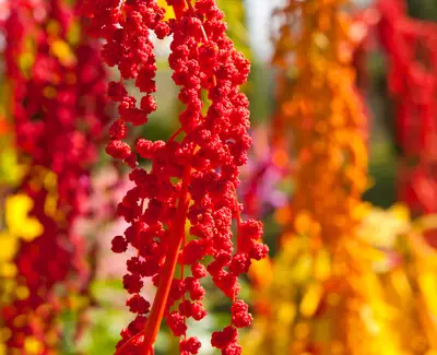 Quinoa Husk Extract Kiehl's Ingredient