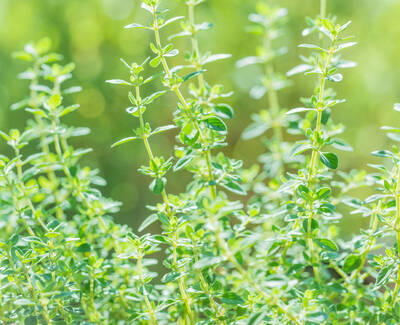 Thyme Essential Oil Kiehl's Ingredient