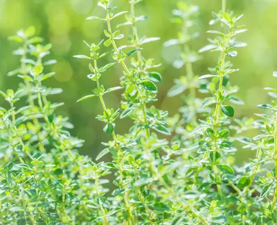 Thyme Essential Oil Kiehl's Ingredient
