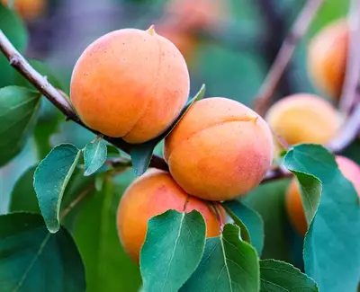 Apricot Seed Powder Kiehl's Ingredient