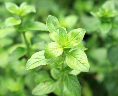 Green Oregano Oil Kiehl's Ingredient