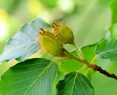 Beech Tree Extract Kiehl's Ingredient
