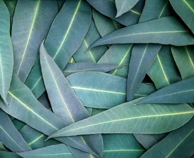 Eucalyptus & Rosemary Essential Oil Kiehl's Ingredient