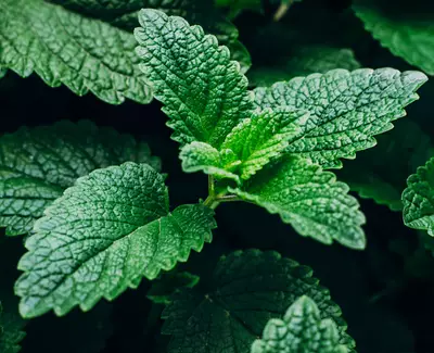 Menthol Kiehl's Ingredient