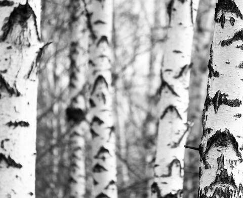 White Birch Extract Kiehl's Ingredient