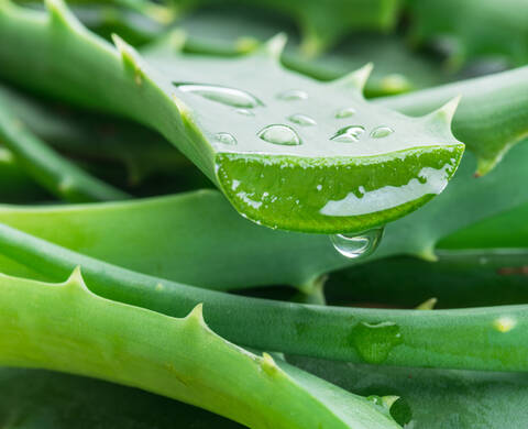 Sustainably Sourced Aloe Vera Kiehl's Ingredient