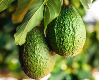 Avocado Fruit Extract Kiehl's Ingredient