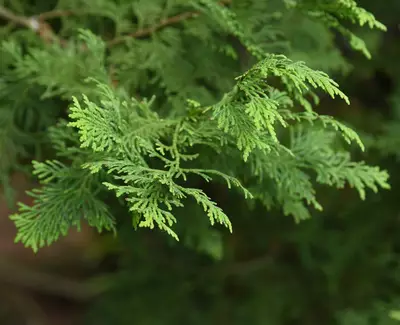 Cypress Extract Kiehl's Ingredient