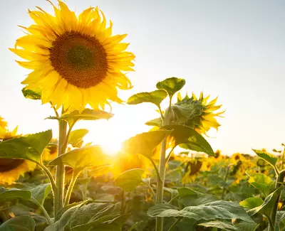 Sunflower Botanical Oil Kiehl's Ingredient