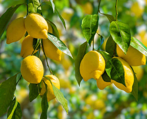 Lemon Fruit Extract Kiehl's Ingredient