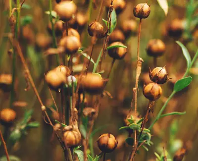 Linseed Extract Kiehl's Ingredient