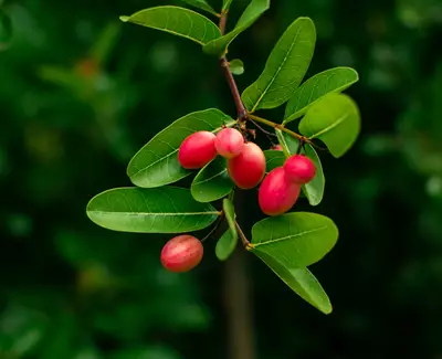 Cranberry Kiehl's Ingredient