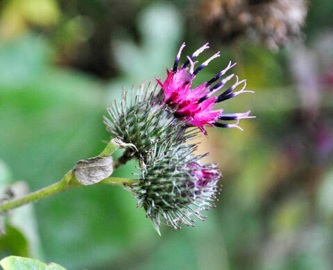 Great Burdock Root Kiehl's Ingredient