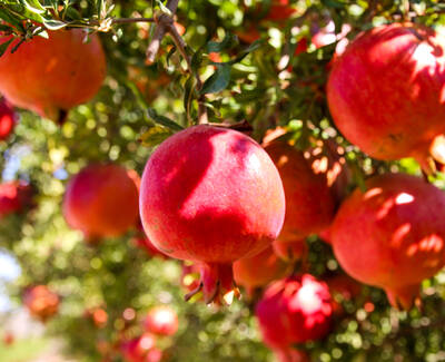 Pomegranate Extract Kiehl's Ingredient