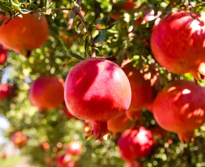 Pomegranate Extract Kiehl's Ingredient
