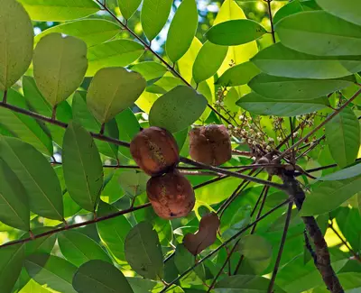 Cold-Pressed Amazonian Oils Kiehl's Ingredient