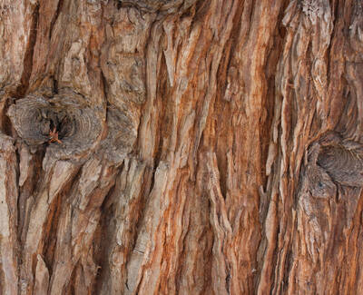 Totara Wood Extract Kiehl's Ingredient