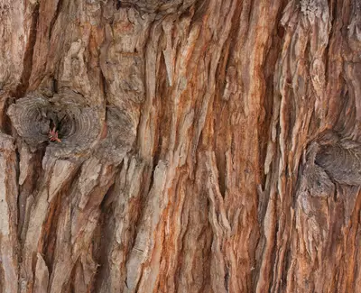 Totara Wood Extract Kiehl's Ingredient