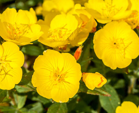 Evening Primrose Oil Kiehl's Ingredient