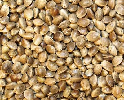 Cannabis Sativa Seed Oil Kiehl's Ingredient