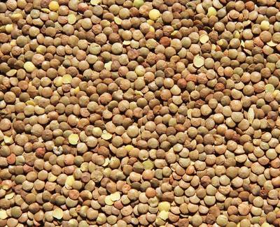 Lentil Extract Kiehl's Ingredient