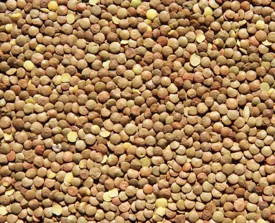 Lentil Extract Kiehl's Ingredient