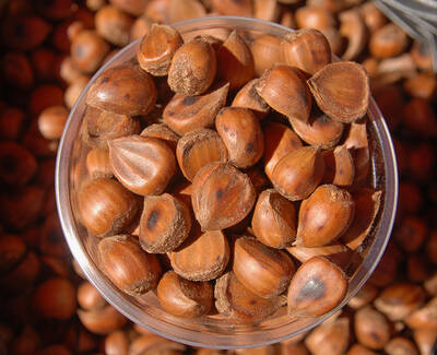 Kukui Nut Oil Kiehl's Ingredient