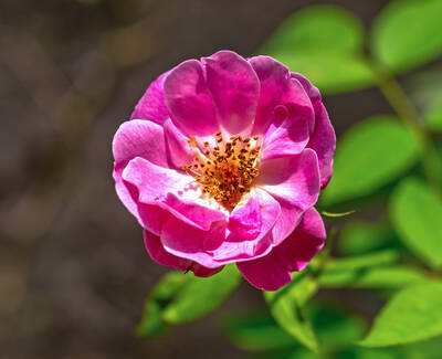 Rosa Gallica Botanical Extract Kiehl's Ingredient