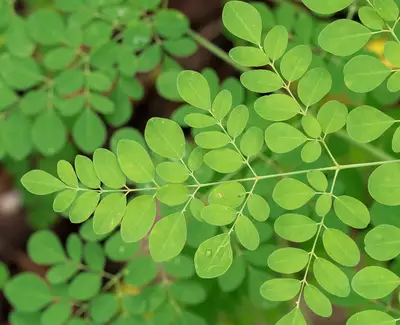 Moringa Tree Oil Kiehl's Ingredient