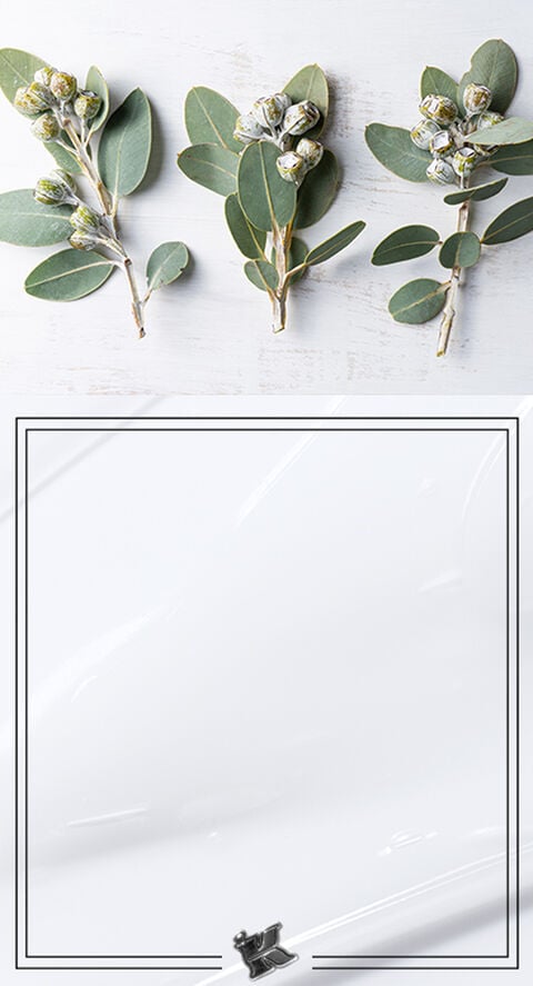 A photo shot of eucalyptus