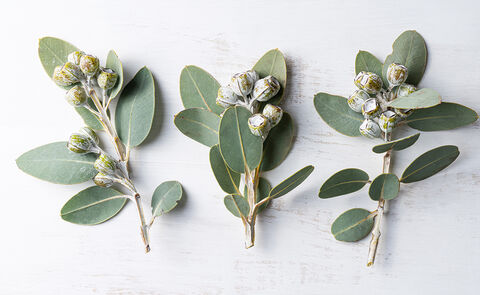 What Are The Beauty Benefits Of Eucalyptus Oil?