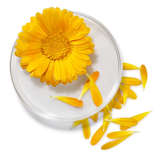 Calendula Ingredient Glossary Image